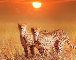 Сафари в Кения