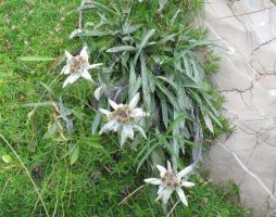 Наст. в хотели 4, 3 и 2 звезди