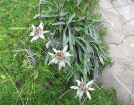 Бавария и Бодензее