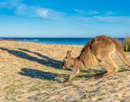Австралия и Нова Зеландия от София - 2026