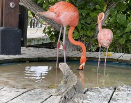 Колумбия с почивка на о-в Аруба и о-в Кюрасао от София - 2026