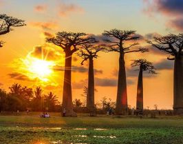 Мадагаскар и Мавриций - Едно вълнуващо пътешествие до двата екзотични острова през от София - 2026