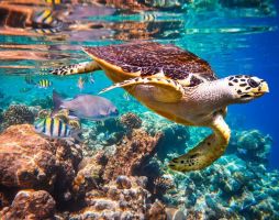 Настаняване по програма Златният триъгълник на Индия с Мумбай, Шри Ланка и почивка на Малдиви 2026