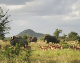 Екскурзия в ЮАР - Най-доброто от Южна Африка,  без виза за български граждани!