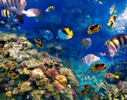 Ivy Cyrene Sharm Resort Adults only +13 - All Inclusive