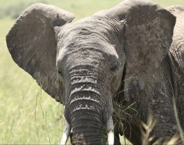 Нова Година 2027 в Кения: плаж на океана и сафари, 29.12.26–07.01.27