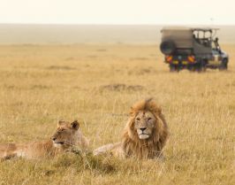 Усмивката на Кения, 06-15.02.26г., Сафари в Масай Мара и плаж