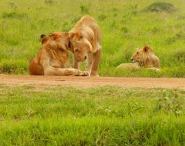Усмивката на Кения-сафари Масай Мара и плаж на Диани, 05-14.02.27г.