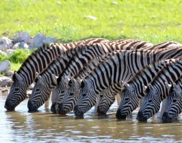 Екскурзия - Усмивката на Кения: Сафари Масай Мара и плаж, 13-22.11.26