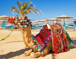 Почивка в Хургада, Египет със собствен транспорт