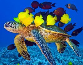 Великден в Шарм ел Шейх, Египет със самолет от Варна - 7 нощувки