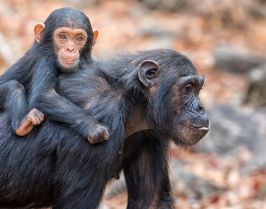 РУАНДА 2025 / ДЖИП САФАРИ СРЕД ШИМПАНЗЕТА, ГОРИЛИ И НАЦИОНАЛЕН ПАРК АКАГЕРА (BIG 5) - ПРОГРАМА 8 НОЩУВКИ, 9 ДНИ