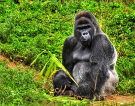 РУАНДА 2025 / ДЖИП САФАРИ СРЕД ШИМПАНЗЕТА И ГОРИЛИ - УНИКАЛНО ПРЕЖИВЯВАНЕ / ПРОГРАМА 6 НОЩУВКИ, 7 ДНИ