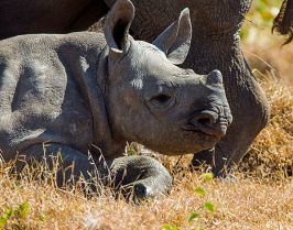 Кения - От двете страни на екватора